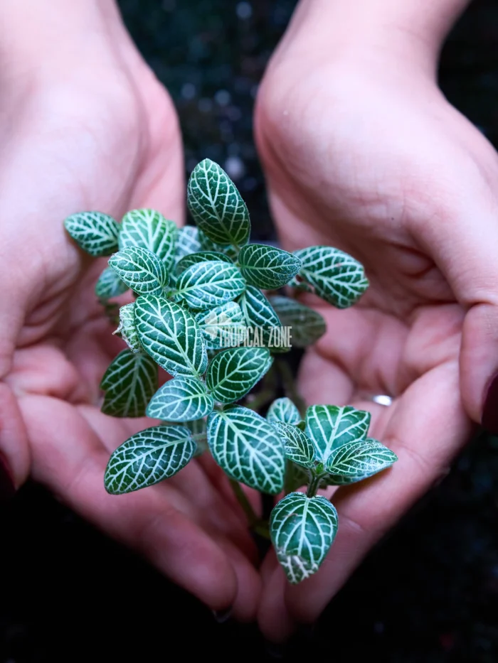 Fittonia Albivenis white close up photography