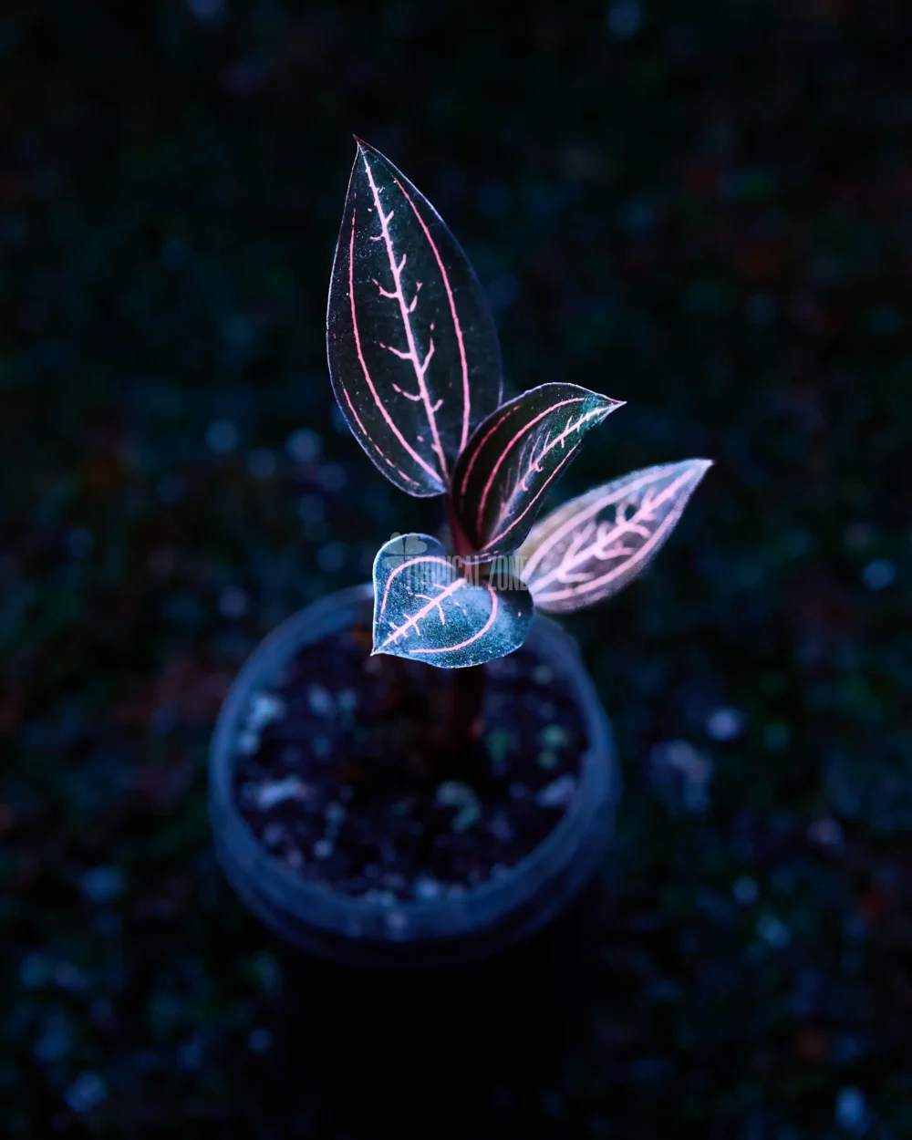 jewel orchid's beauty