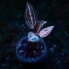 jewel orchid's beauty