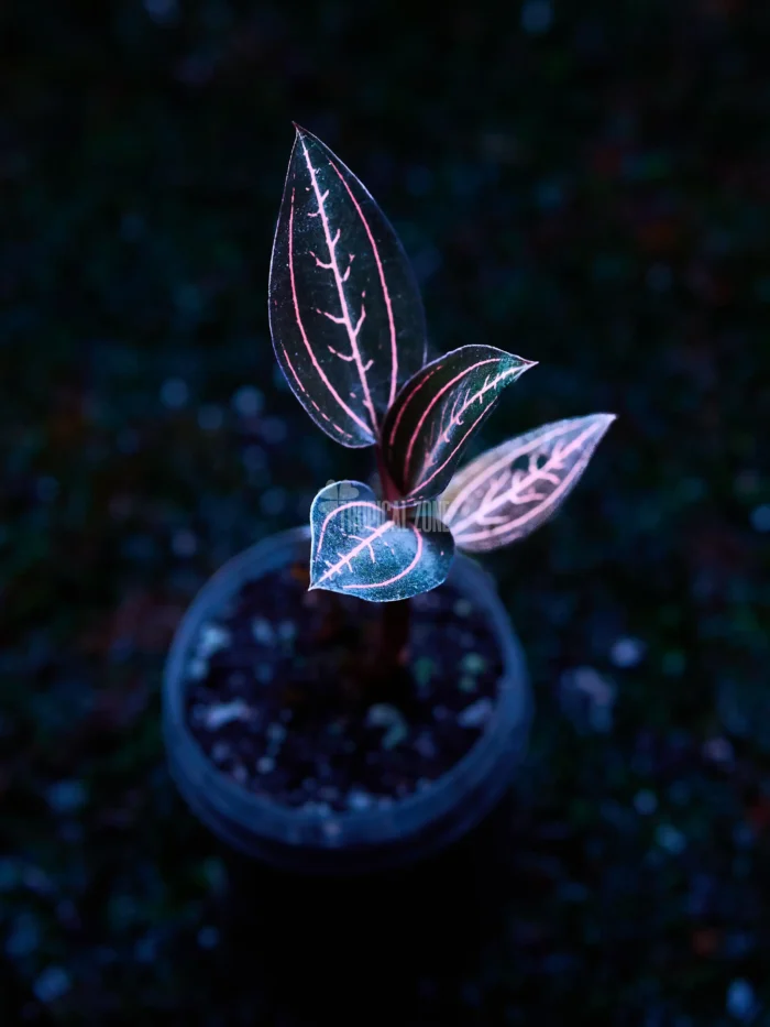 jewel orchid's beauty
