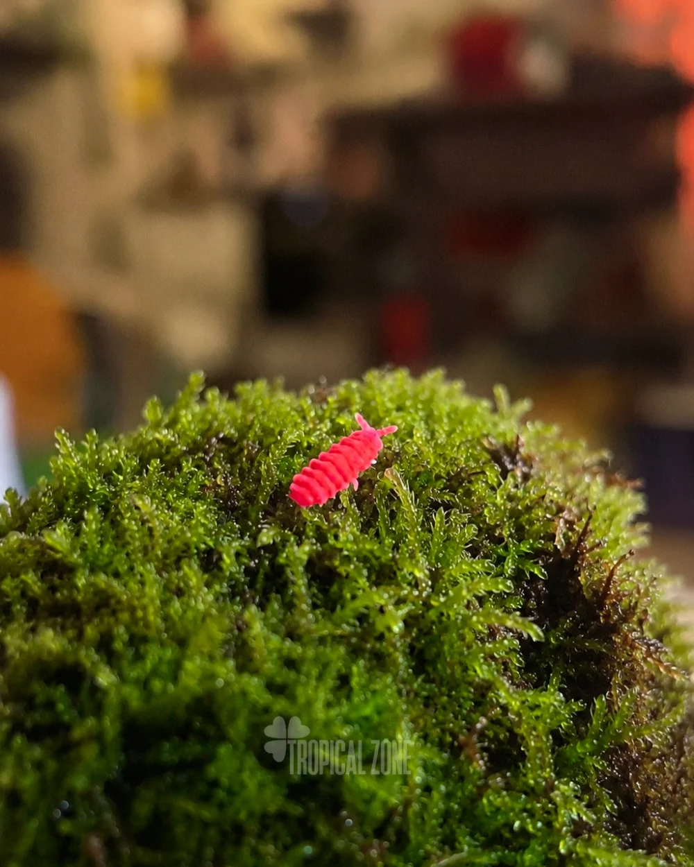 red springtails on moss