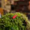 red springtails on moss