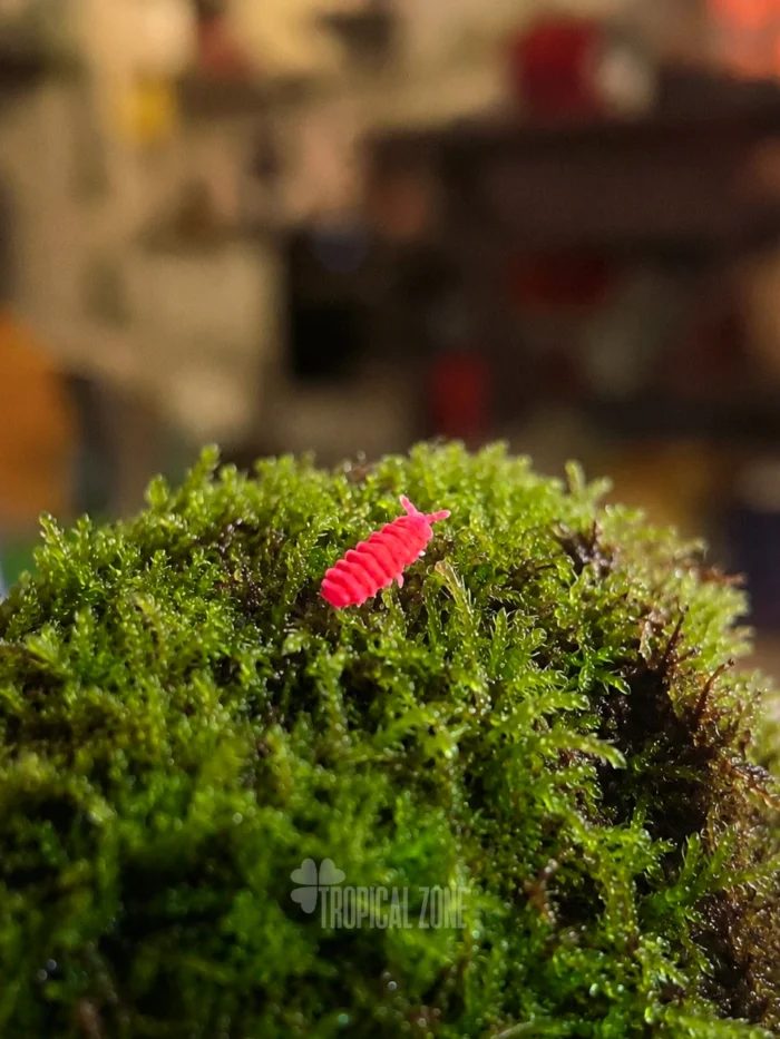 Red Springtails red springtails on moss