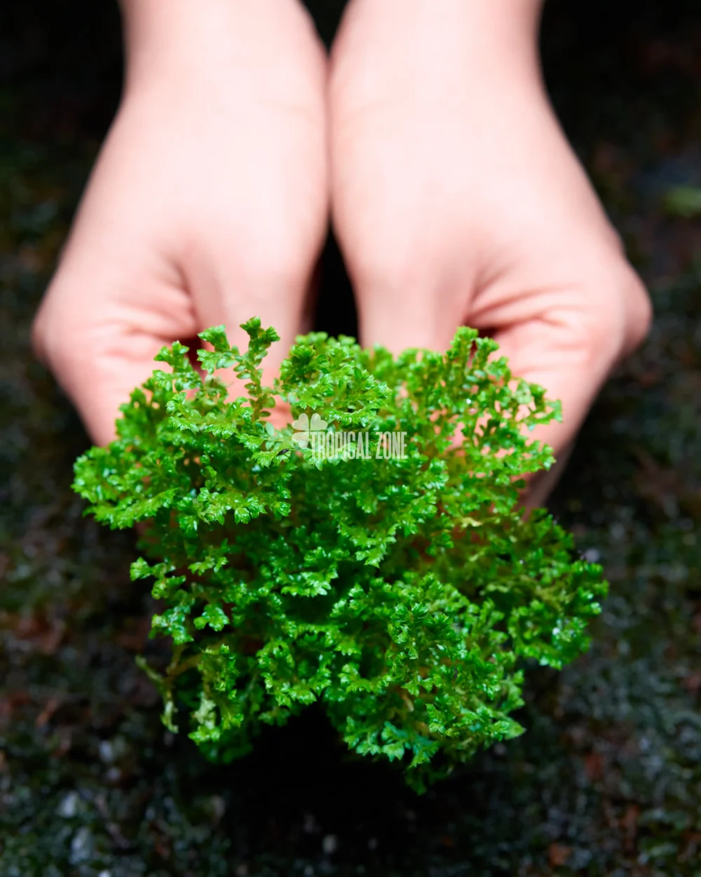 Selaginella Coral in forest