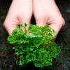 Selaginella Coral in forest