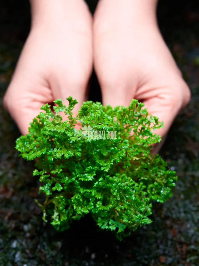 Selaginella Coral in forest