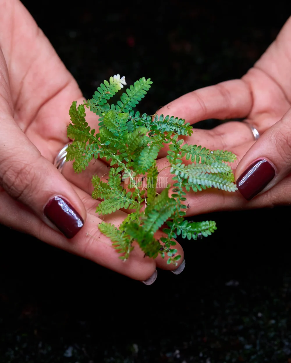 Selaginella Emmeliana in a forest
