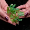 Selaginella Emmeliana in a forest