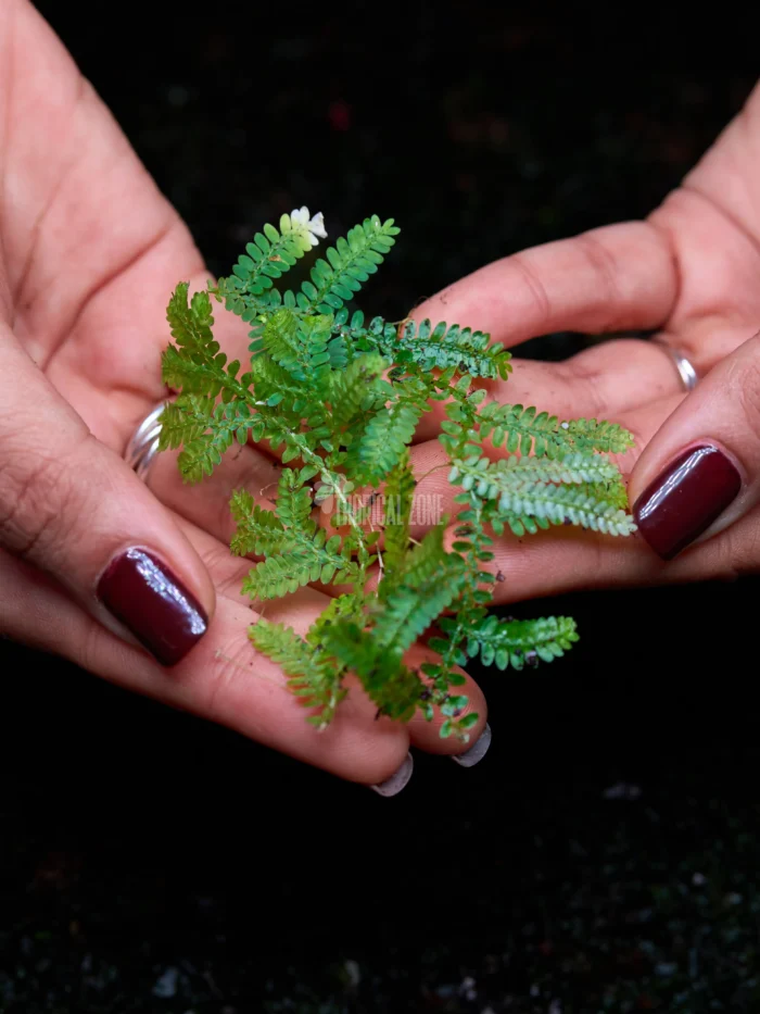 Selaginella Emmeliana in a forest