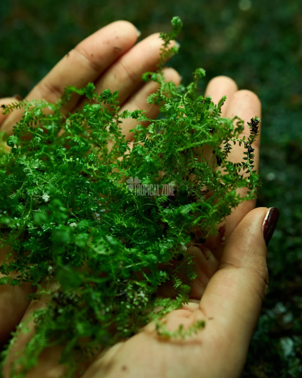 Selaginella Kraussiana in a forest