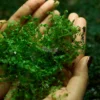 Selaginella Kraussiana in a forest