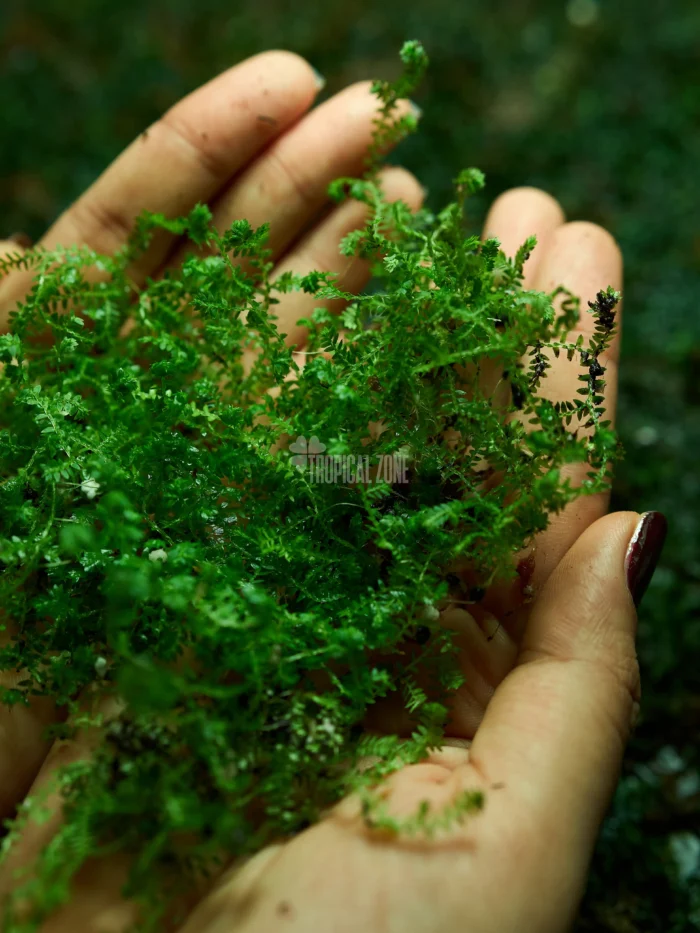 Selaginella Kraussiana 5 Selaginella Kraussiana in a forest