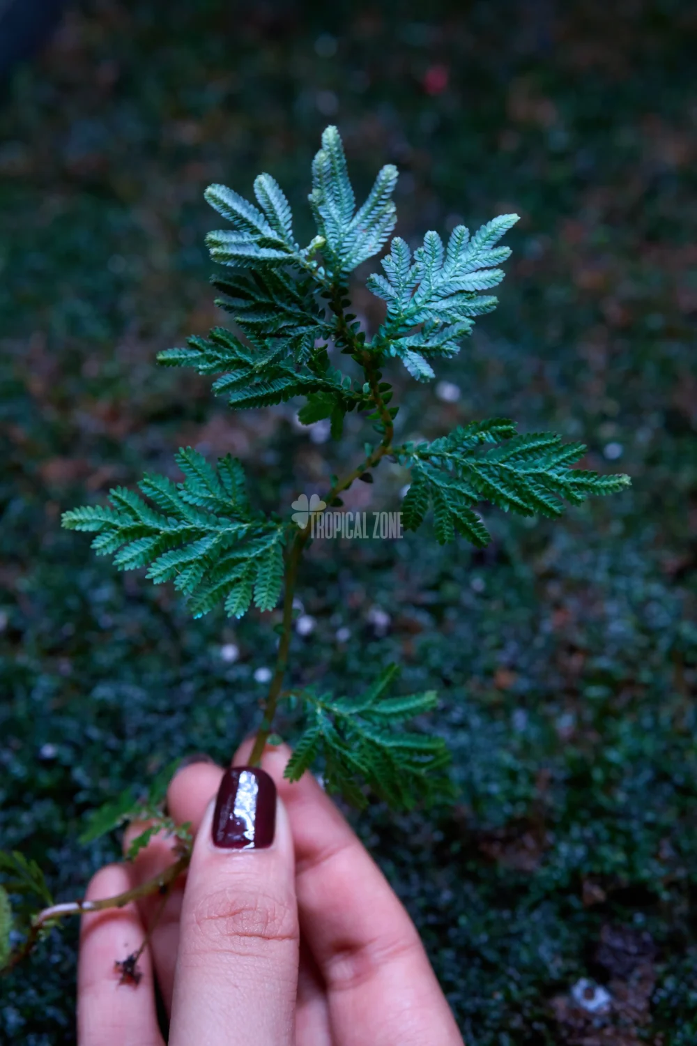 Blue selaginella in hand