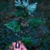 Blue selaginella in hand