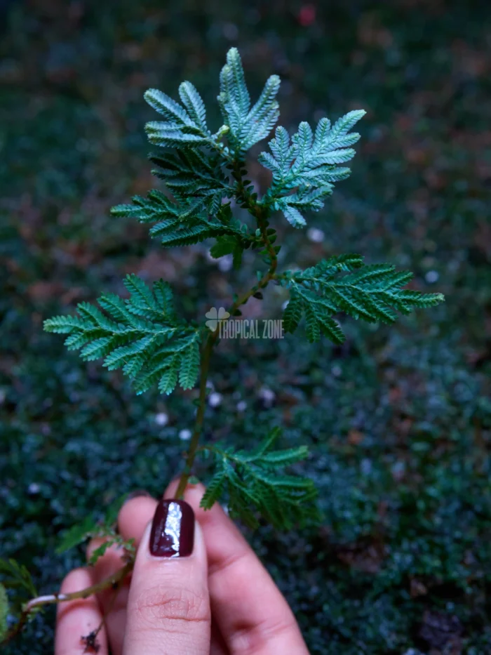 Selaginella Plana 3 Blue selaginella in hand
