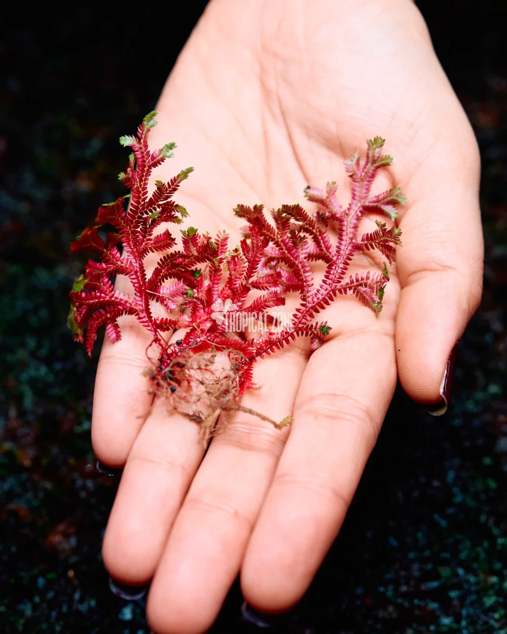 Red Ruby selaginella in hand