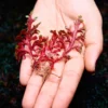 Red Ruby selaginella in hand