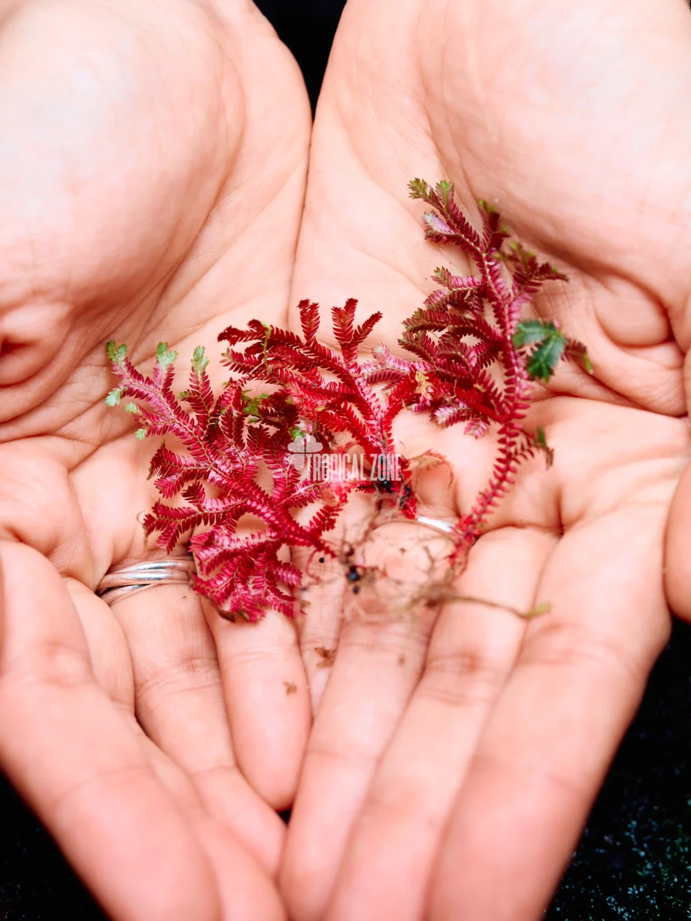 Red Selaginella in hand