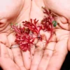 Red Selaginella in hand