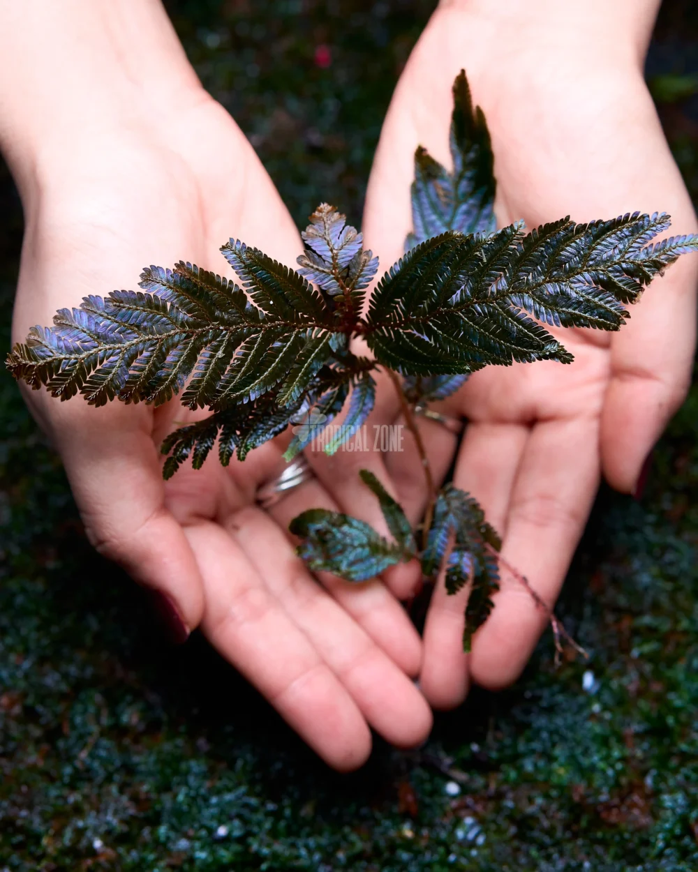 Selaginella Siamensis in a forest