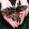 Selaginella Siamensis in a forest