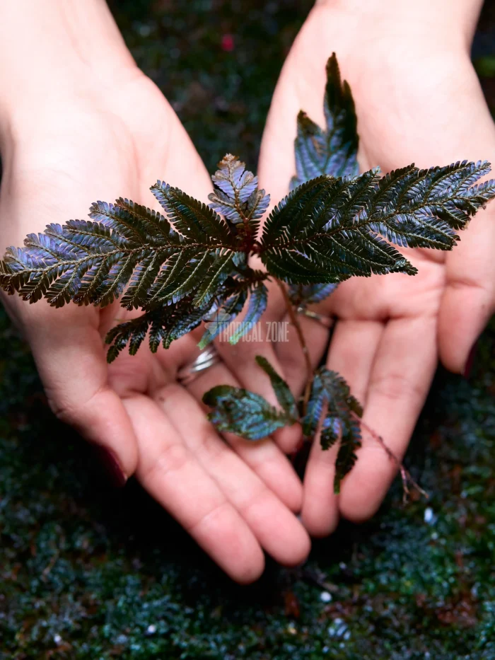Selaginella Siamensis Selaginella Siamensis in a forest