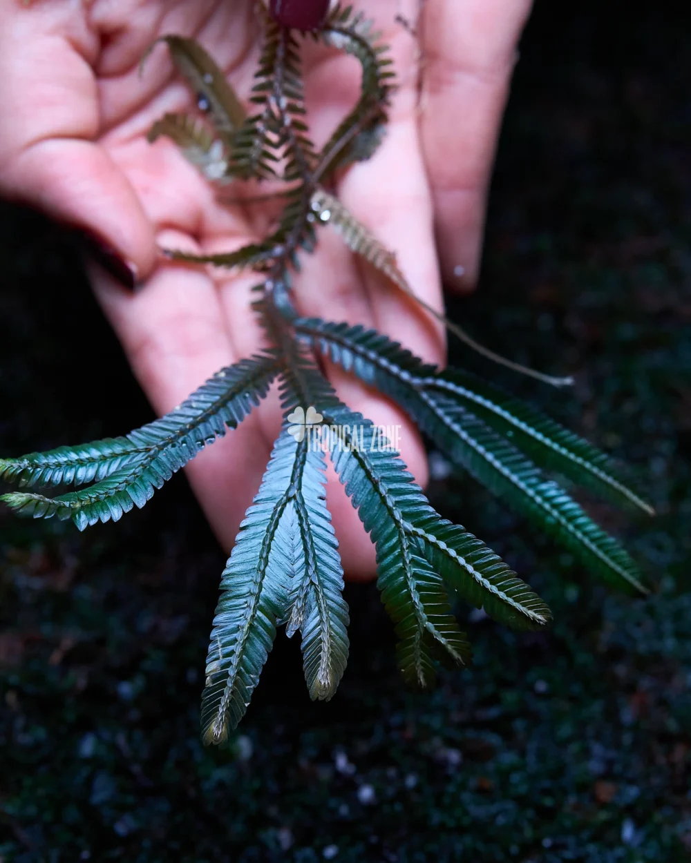 Rare selaginella in forest