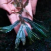 Rare selaginella in forest