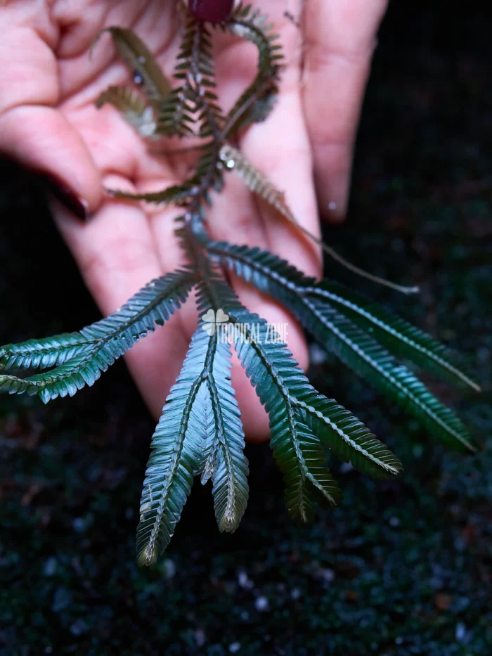 Selaginella intermedia Black form Rare selaginella in forest