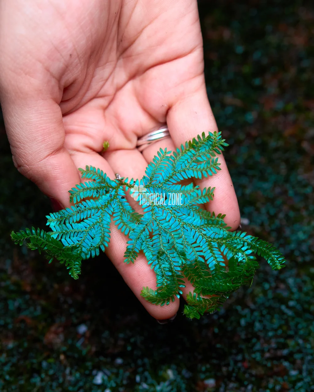 Selaginella uncinata in a forest