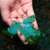 Selaginella uncinata in a forest