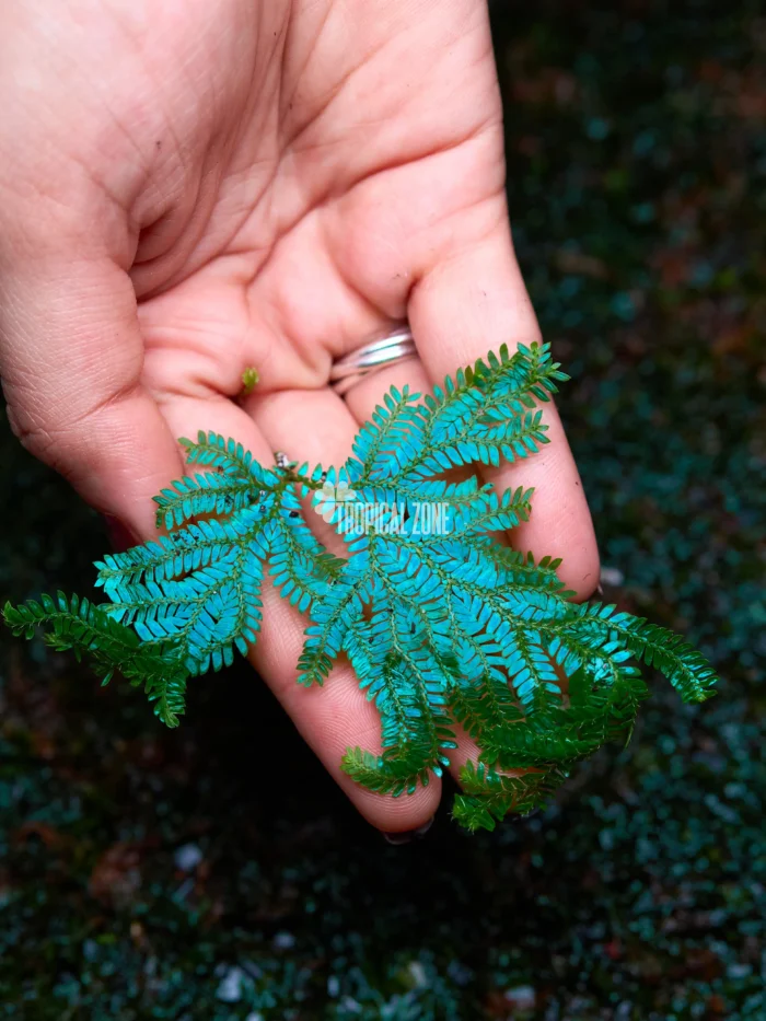 Selaginella uncinata 1 Selaginella uncinata in a forest