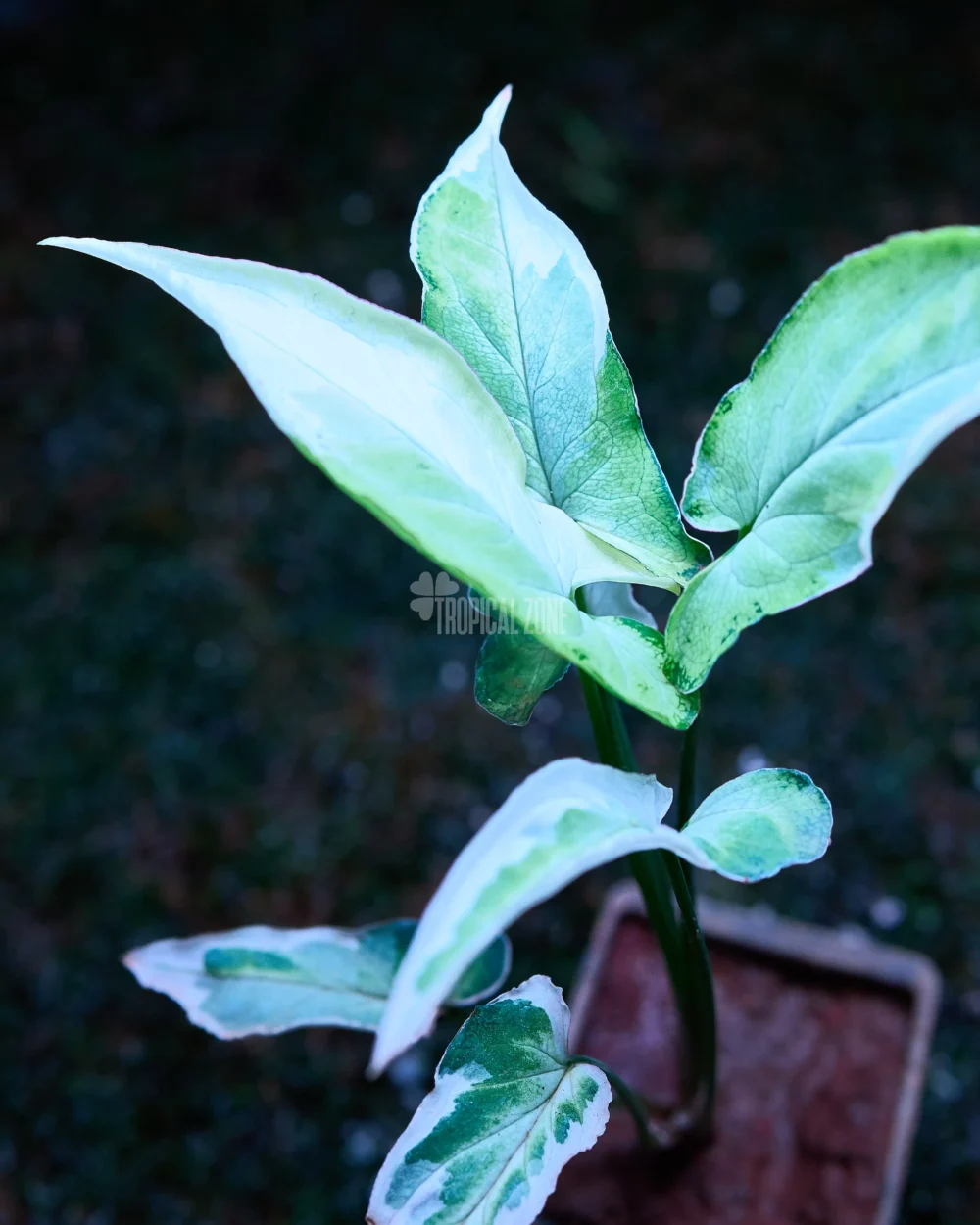 Syngonium Starlite and it's beauty