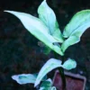 Syngonium Starlite and it's beauty