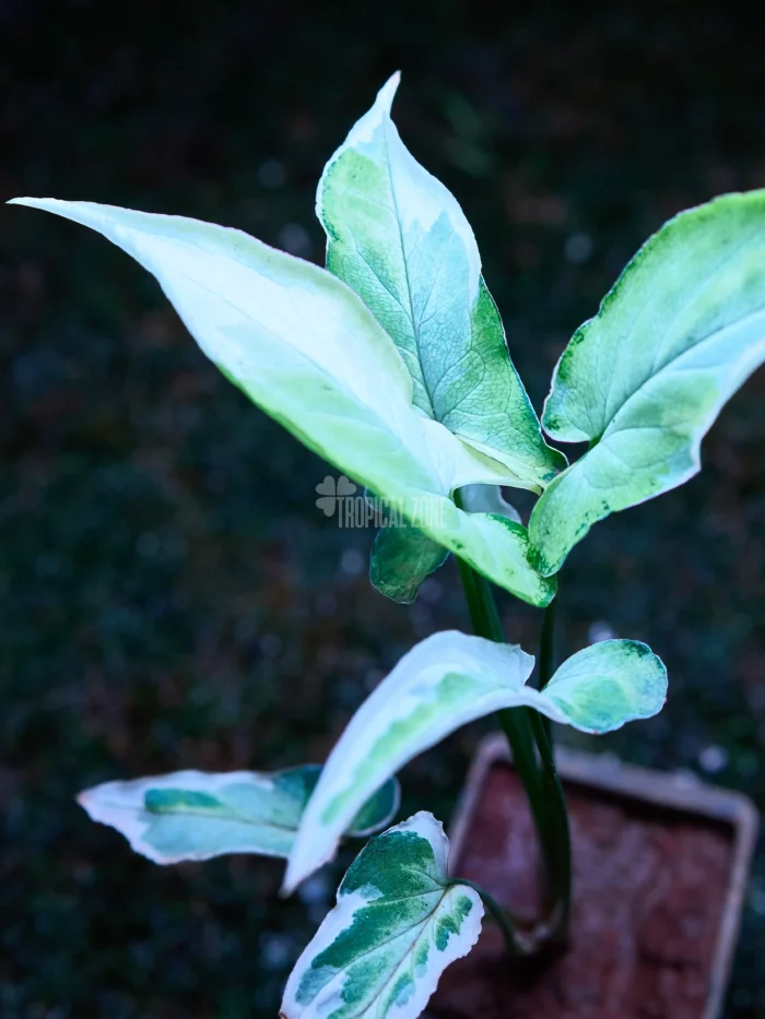 Syngonium Starlite and it's beauty