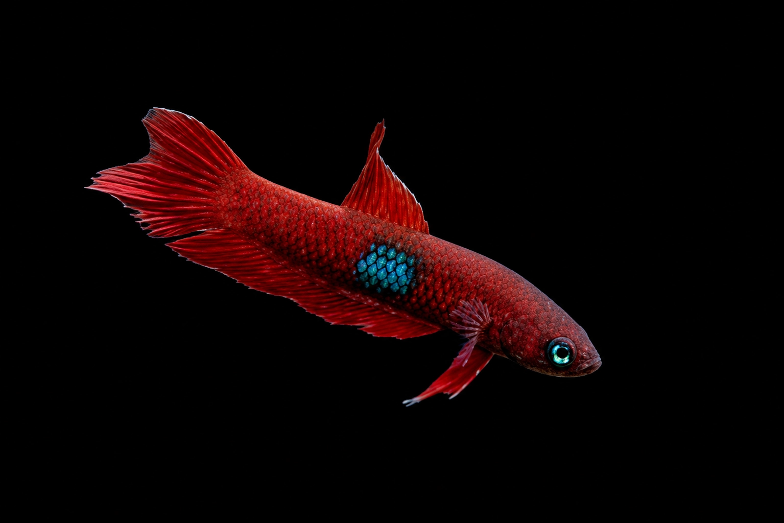 betta brownorum
