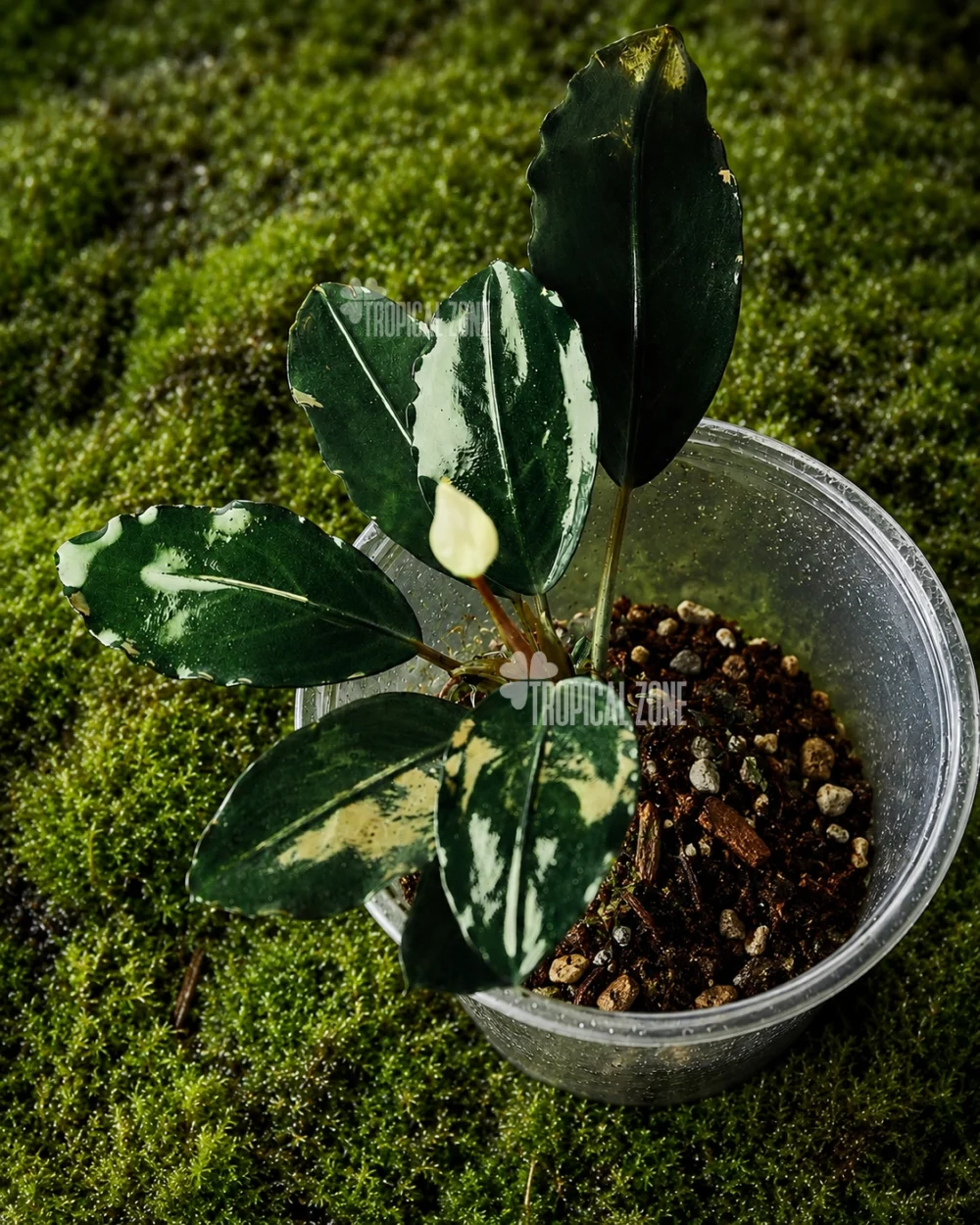 bucephalandra silver grey in forest