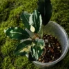 bucephalandra silver grey in forest