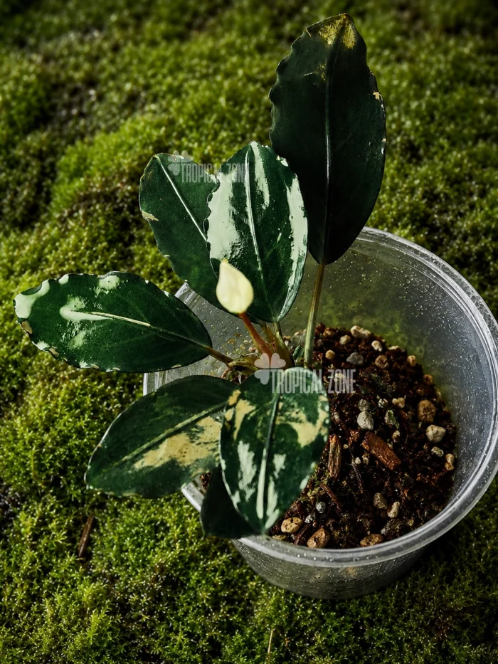bucephalandra silver grey in forest