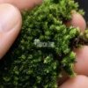 Cushion moss close up photograph