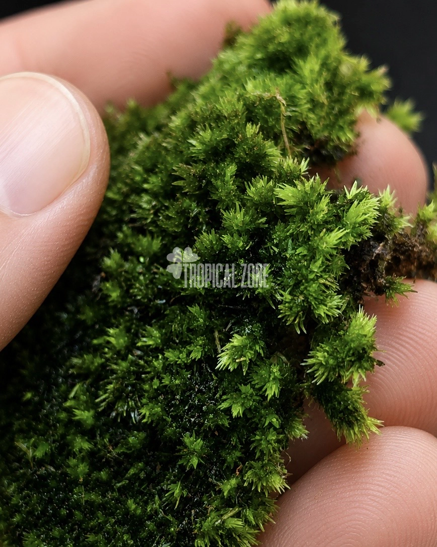 Cushion moss close up photograph