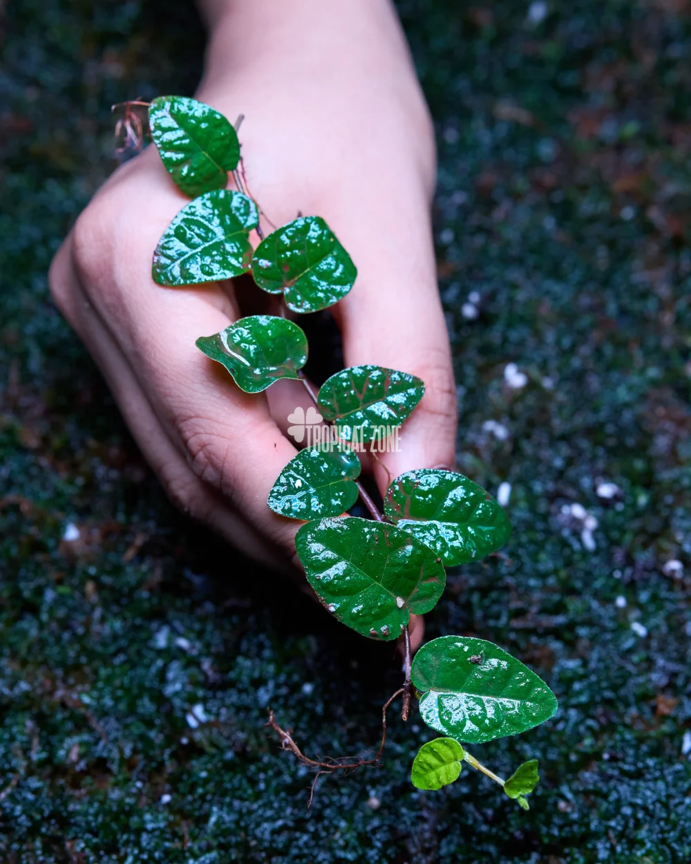 Ficus Pumila in forest
