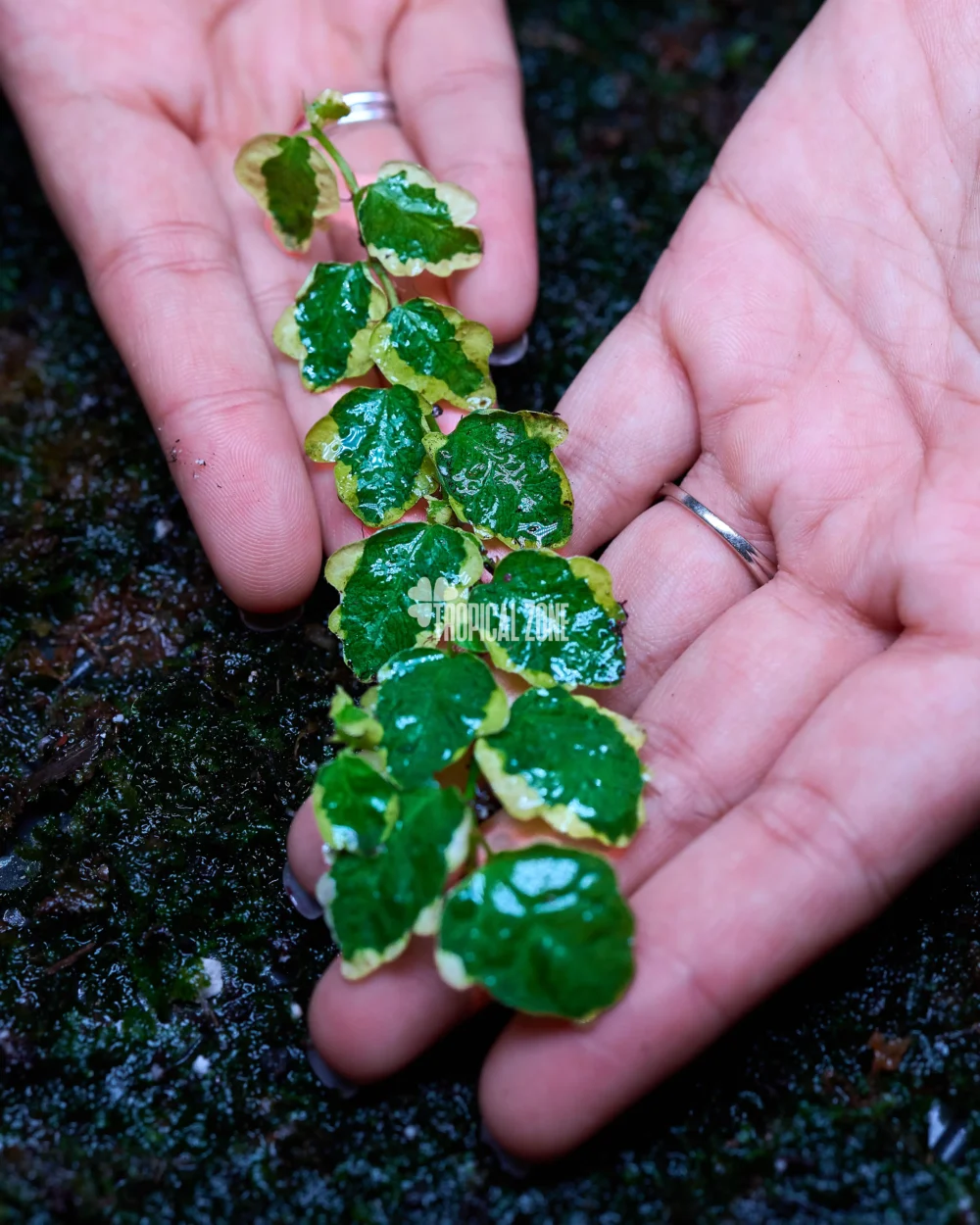 ficus pumila variegated in forest