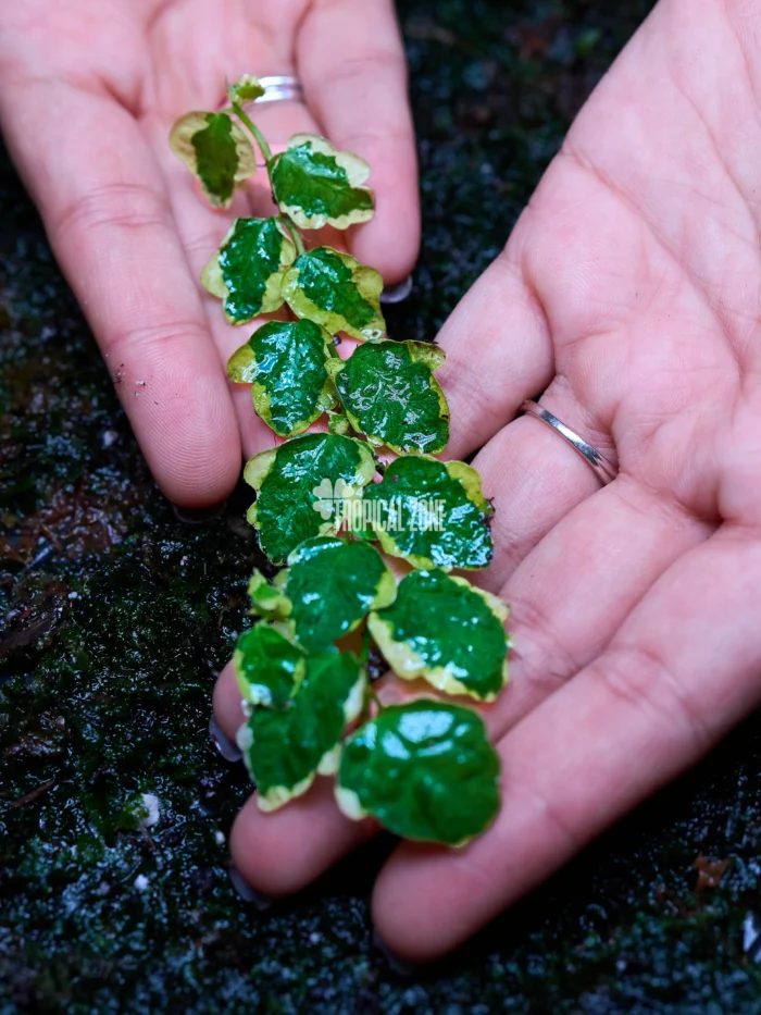 ficus pumila variegated 2 ficus pumila variegated in forest
