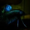 Betta Mahachai Pair