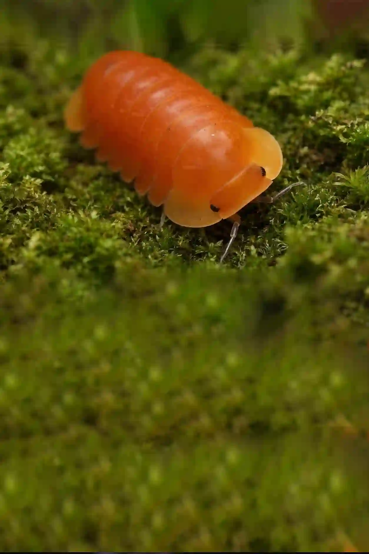 Orange rubber ducky isopod on green moss