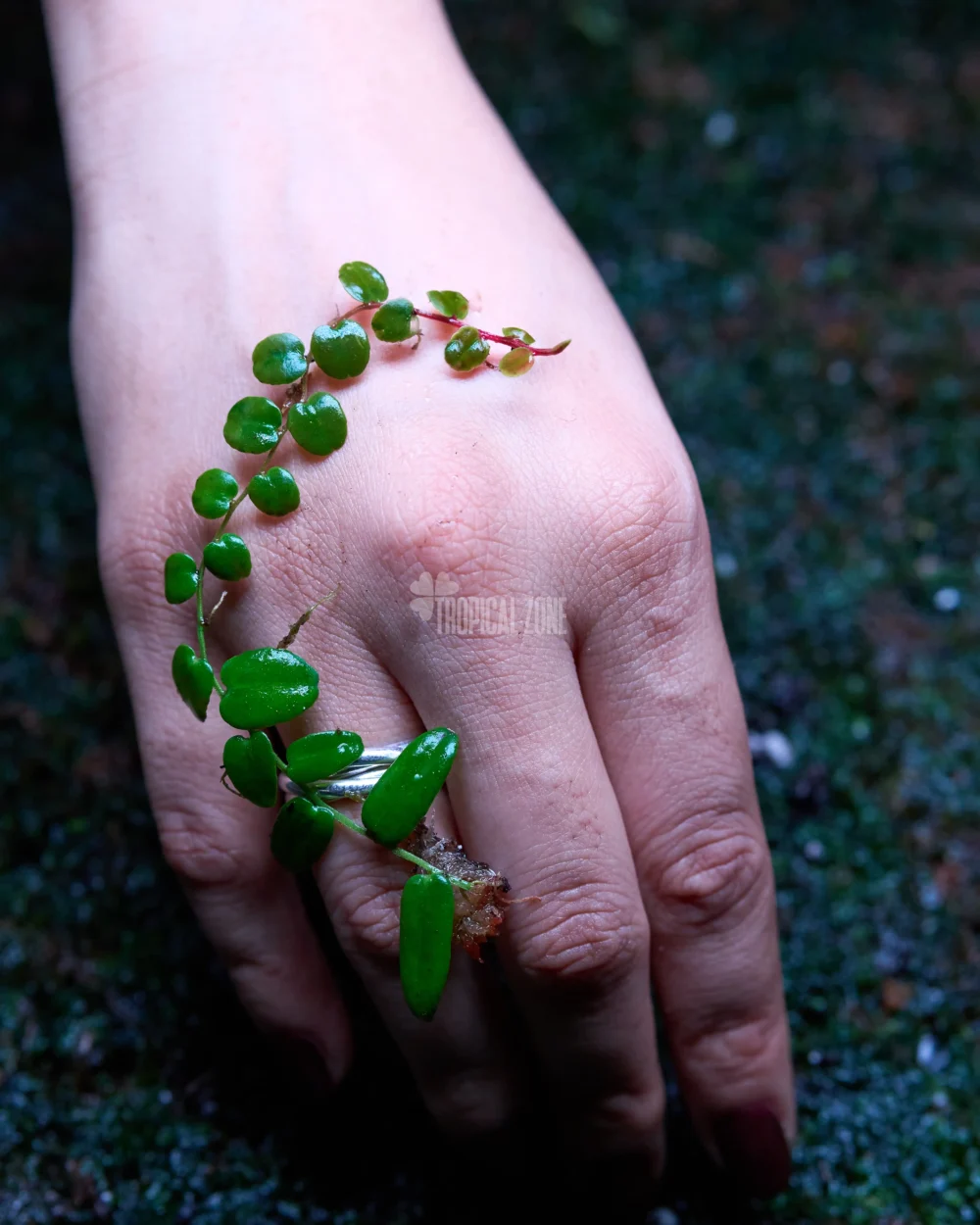 Marcgravia Sintenisii in forest