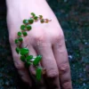 Marcgravia Sintenisii in forest