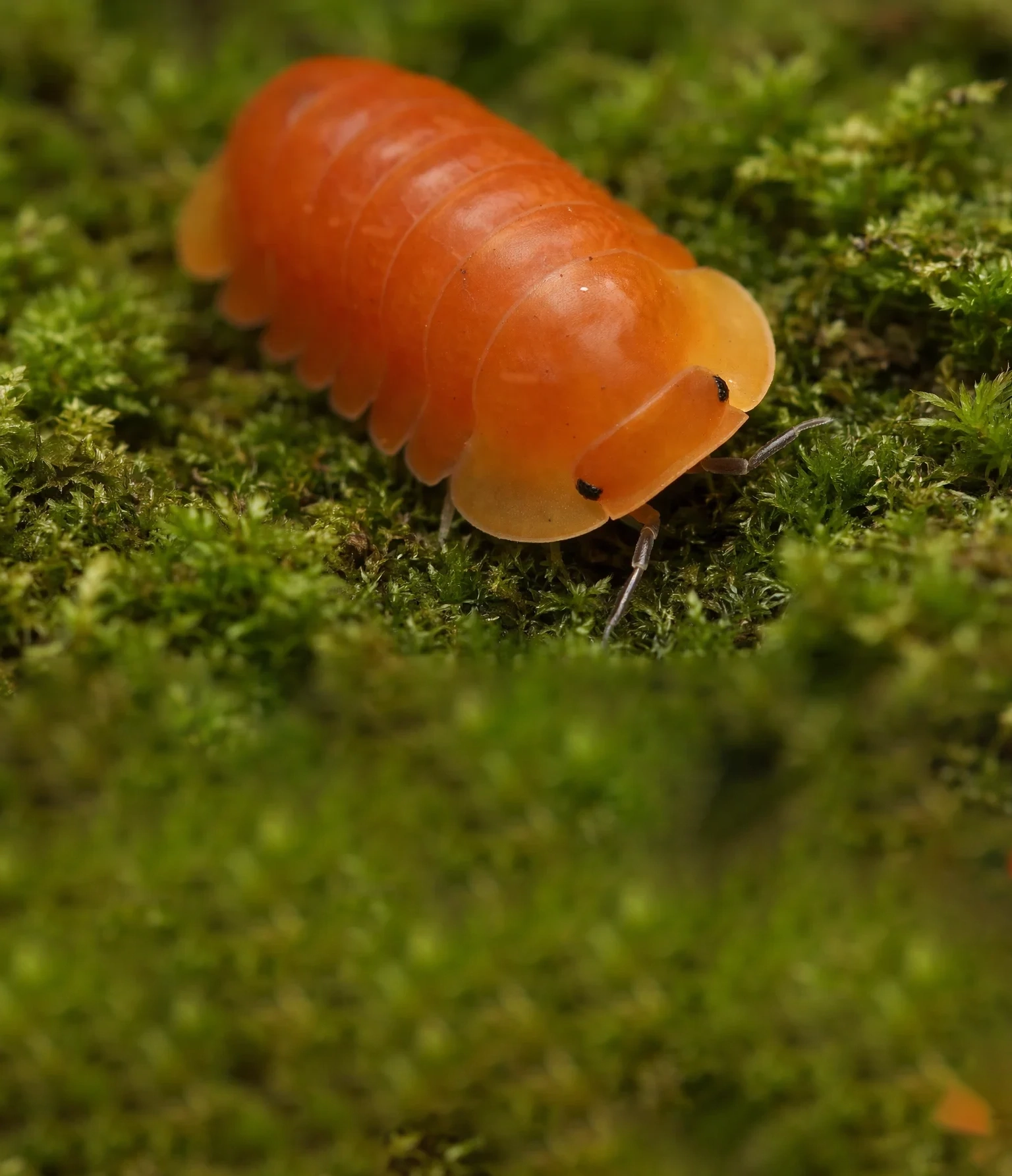 Orange Ducky Isopod