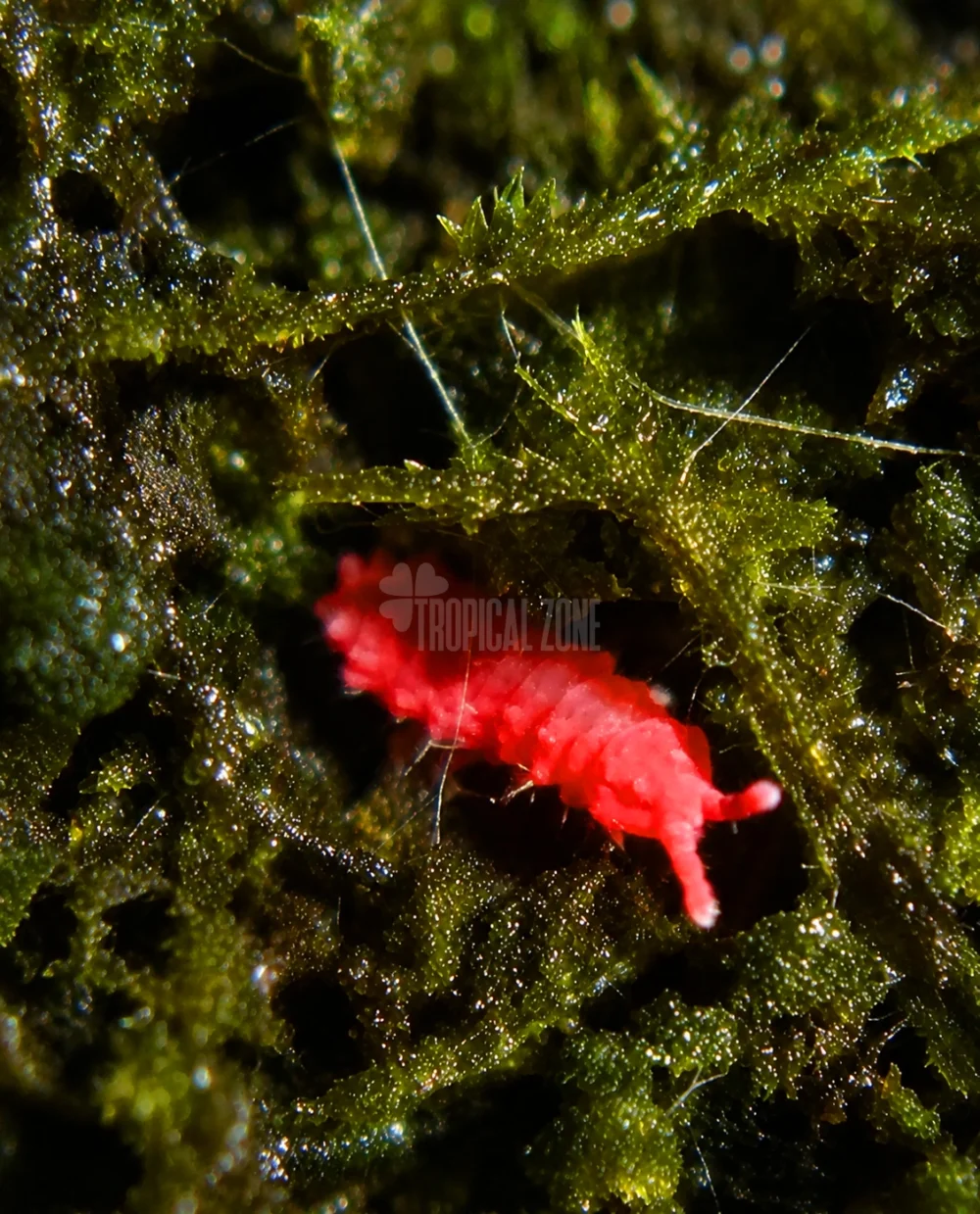 red springtail macro close up shot